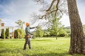 Professional Tree Care in Liberty Corner, NJ