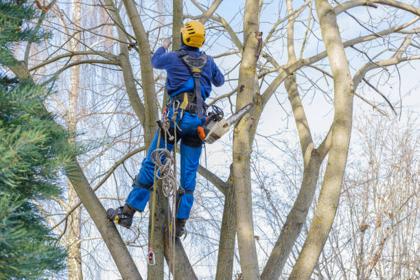 How Our Tree Care Process Works  in  Liberty Corner, NJ